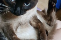 샴 2살 남아 무료 분양합니다.(충남)