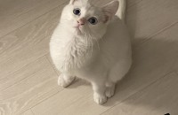 겨울에 나타난 흰 아기고양이