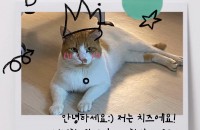 애교만점 치즈 코숏 입양 보냅니다:)