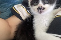 얼룩냥 아가 분양 보냅니다:)