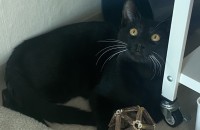 코숏 올블랙 남아 분양보내요!