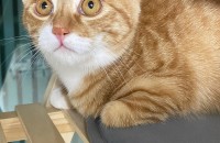 코숏 치즈 여아 분양보냅니다!