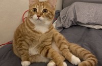 임보중 코숏 분양 보내요!1살