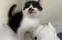 얼룩냥 아기 고양이 분양 보내요!