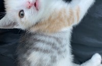 한달반 고양이 입양보내용