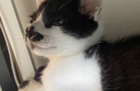 집사 껌딱지 개냥이 2개월차 아가 분양보내요!