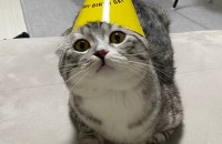 스코티쉬폴드 남아 분양보냅니다!