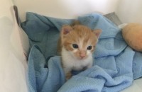 유기고양이 무료 분양합니다