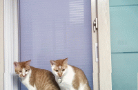 한국고양이 남아 두마리 같이 분양합니다!