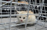 연유빛 암컷 아기냥이