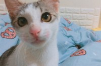 서울시 종로구 아주 예쁜 코숏여아입니다!