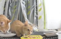 (서울 동대문구) 새끼고양이 한 마리 분양합니다!