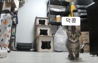 (서울 동대문구) 새끼 고양이 다섯 마리 분양합니다! (한 마리 분양 완료!, 네 마리 분양 진행 중!)