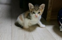 2개월 암컷 고양이 무료분양