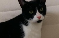 흑백 유기 고양이 분양합니다.