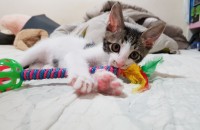 (서울) 2달된 여아 분양합니다