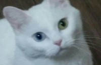 오드아이 잘키워주실분