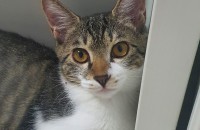 냥이 아가 분양