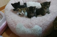 두달됀 아가들 무료분양해요