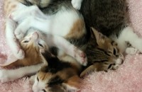 한달됀  아가들 무료분양