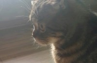 스코티쉬 폴드 분양합니다.