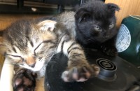 스코티쉬폴드 2개월 냥이 분양합니다.