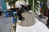 특이한 성격?의 새끼길냥이 분양합니다(수컷, 3개월)