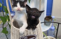 아기 고양이 무료 분양합니다(젖소냥분양완료, 검고2 분양중, 약 3개월?)