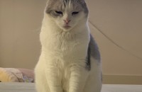 스코티쉬폴드 여아 무료분양