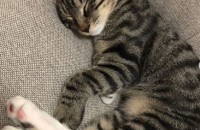 이쁘고 순한 개냥이 무료 분양합니다.