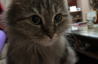 페르시안 "다롱이"를 애정으로 키워주실분에게 무료분양합니다.