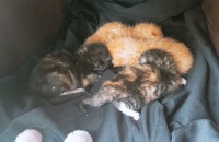 새끼 고양이 분양합니다