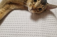 고양이 무료 분양합니다