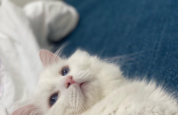 먼치킨 숏레그 개냥이 무료 분양합니다.