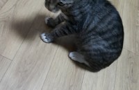 6개월된고양이분양합니다~