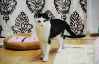 고양이 분양합니다