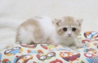 스코티쉬폴드 냥이