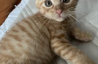 2개월 새끼개냥이 분양합니다.