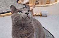 애교쟁이 러시안블루 무료분양합니다