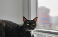 미묘 고양이 무료분양합니다