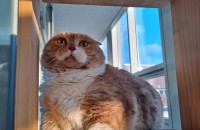 3-4살 추정 먼치킨 새로운 가족을 찾습니다!