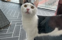 애교많은 코숏 무료분양해요