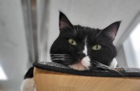 코숏 남아 중성화 완료된 턱시도냥 무료분양 합니다