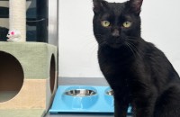 올블랙 코숏 6개월 남아 무료분양합니다