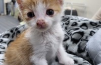 3-4주된 너무 이쁜 치즈냥이를 구조했어요