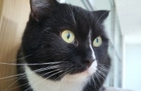 턱시도냥이 분양보냅니다.