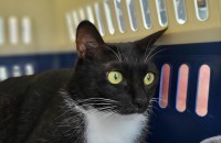 이쁜 미모의 턱시도냥!