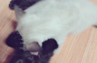 50일된 스코티쉬 폴드 혼혈 아가들 4마리 분양합니다!