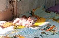 아기고양이 드립니다