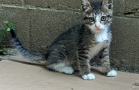 귀여운 고등어 2개월 추정 사람 좋아하는 개구쟁이 무료분양합니다 (수원)